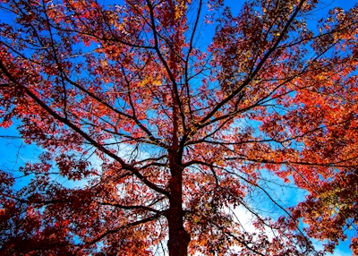 Červený dub na podzim