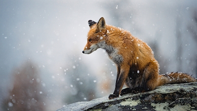 Fuchs bei schneebedecktem Wetter