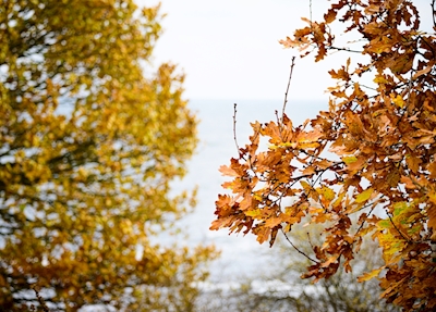 Podzimní stromy