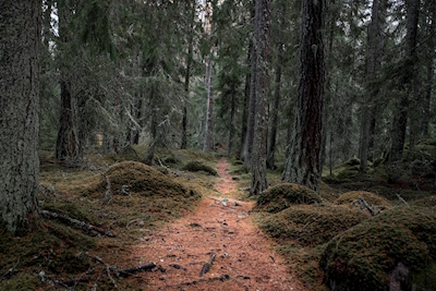 Stien gennem skoven 