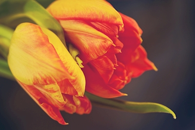 Close-up da tulipa