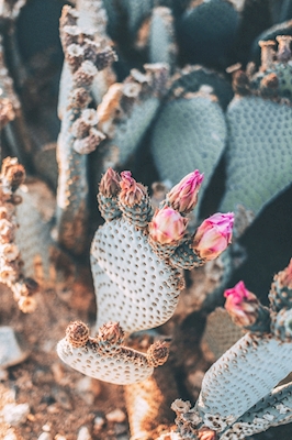 Fleur de cactus II