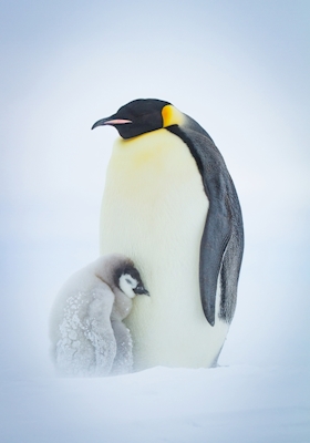 Chłopiec pingwin cesarski