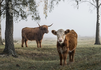 Vieh im Nebel