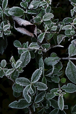 frostklare blade