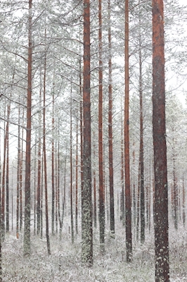 Het bos van de winter 
