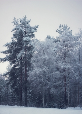 De bomen van de winter 