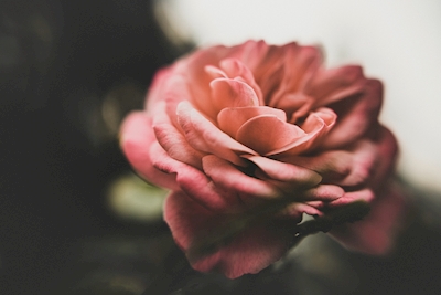 Dreamy rose