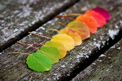 Höstens färgpalett