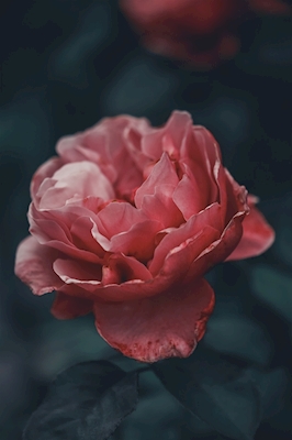 Rose Magic