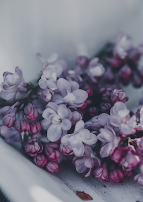 Lilac-Love