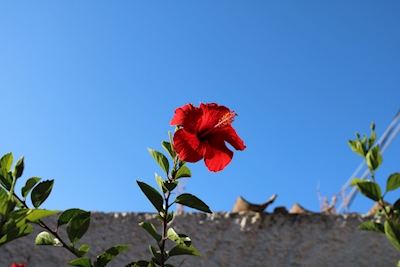 Blume auf Kreta