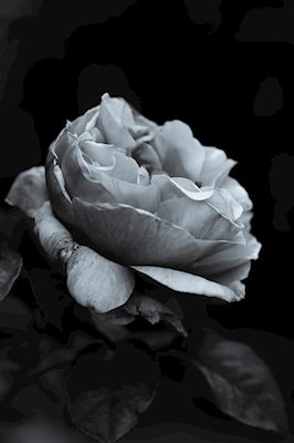 Rosa en blanco y negro