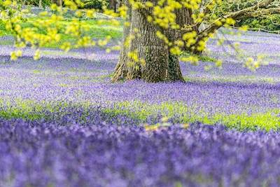 Bluebell Wald 