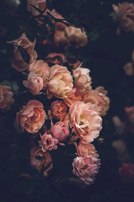 Mesterlige roser