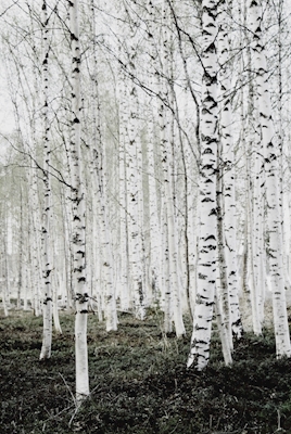 Birches, birches