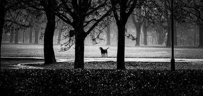Dog in the park