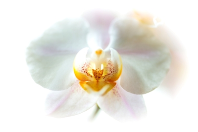 Orkidee