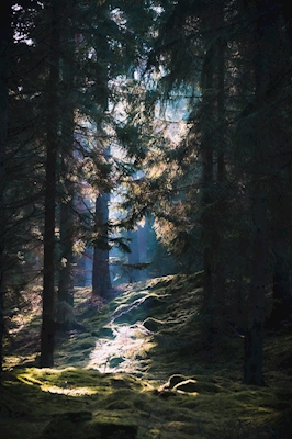 Skogen