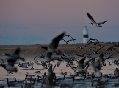 Goose morning on southern Ölan