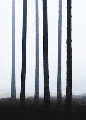 Simetria da floresta