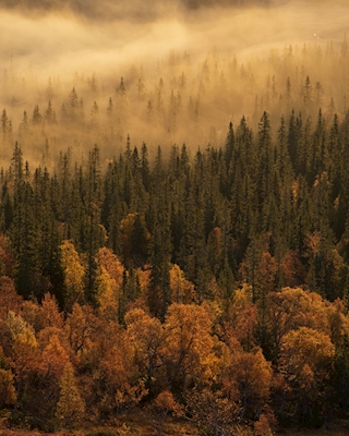 Dimmig skog