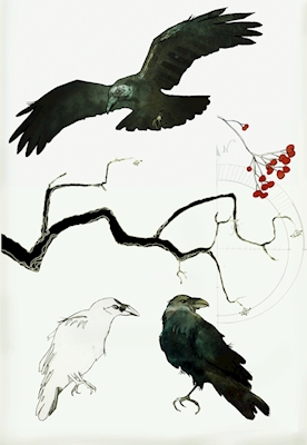 Cuervos II