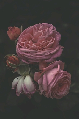 Natures mortes avec roses