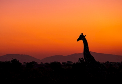 Girafa ao nascer do sol