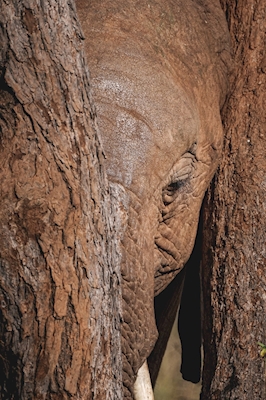 Elefant zwischen zwei Bäumen