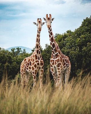 Pózující žirafy