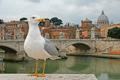 A gull in Rome