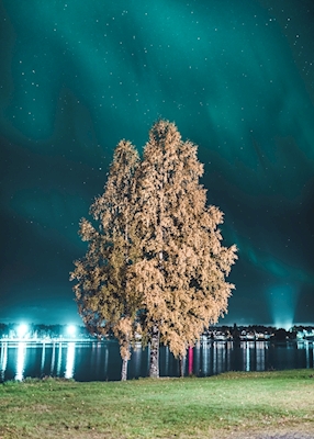 Árvores na aurora boreal