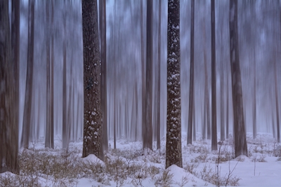 Vinter-krydret skog