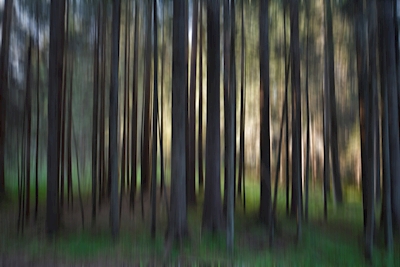 Das Geheimnis des Waldes