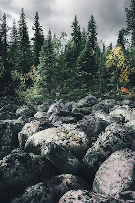Stones and forest