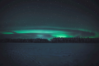Auroras boreales sobre el bosque