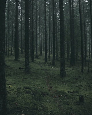 Het bos van de trol
