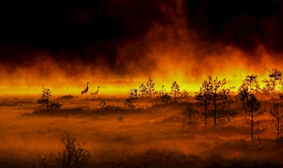 Jeřábi na ohnivé bažině