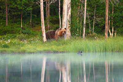 Um urso em belos arredores