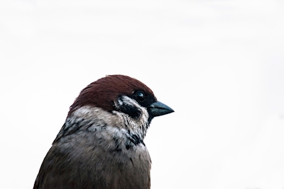 Sparrow against white light