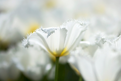 Vita blommor