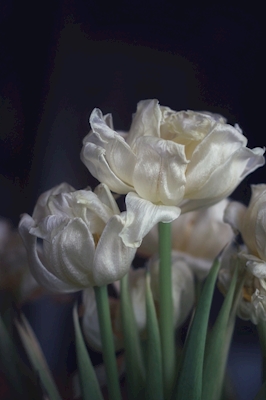 Tulipes 
