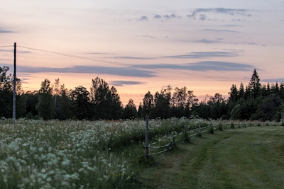 Meadow at dawn