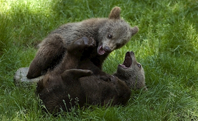 Bärenspiel