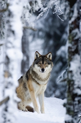 Wolf in de sneeuw