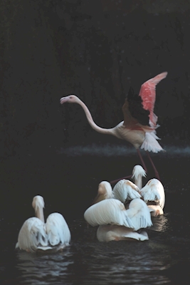 Flamingo escape