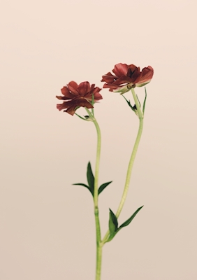 Flower /5/