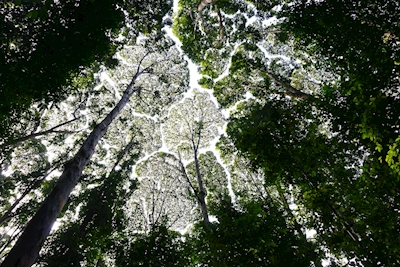 Forêt pluviale