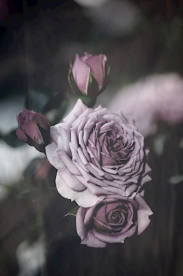 Lavendel rose